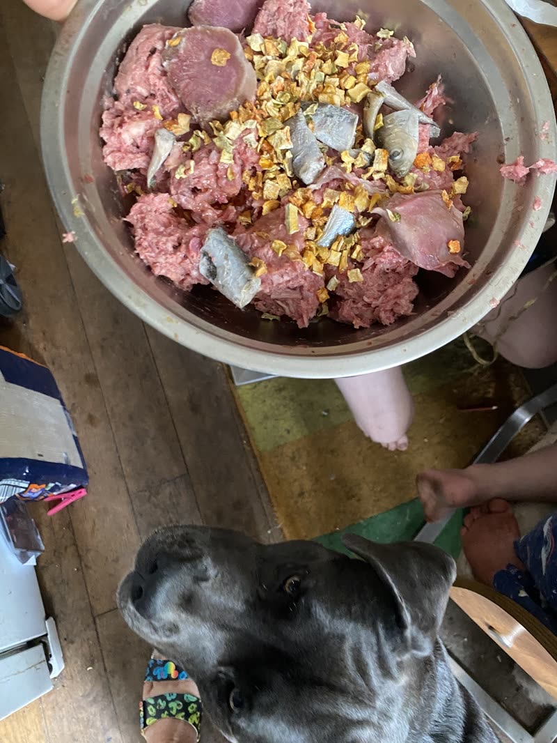A bowl of raw mince and offal held above a grey dog looking up at it